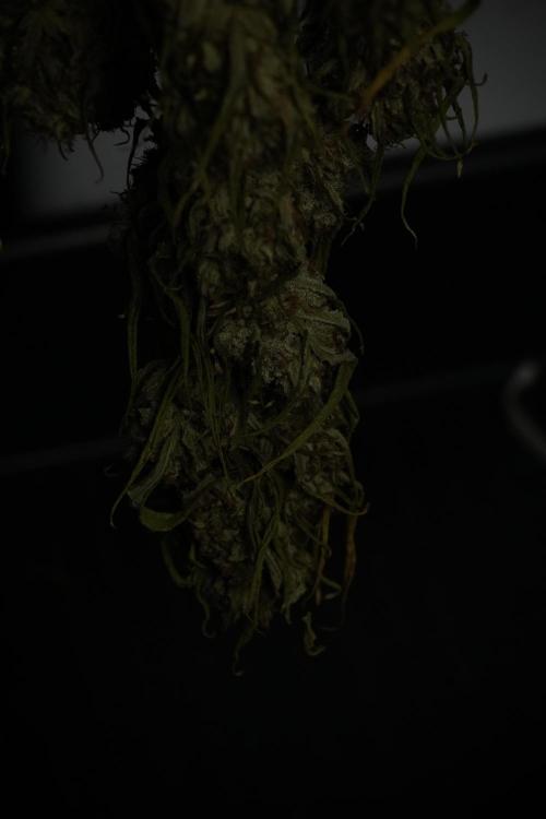 Skywalker OG Legends of the 12/12 Galaxy. Week 17 - Sywaler OG ready to trim 