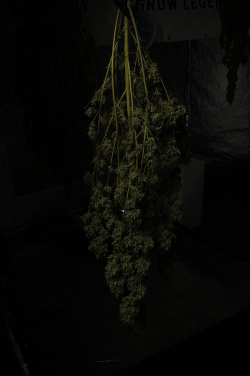 Skywalker OG Legends of the 12/12 Galaxy. Week 17 - Sywaler OG ready to trim 