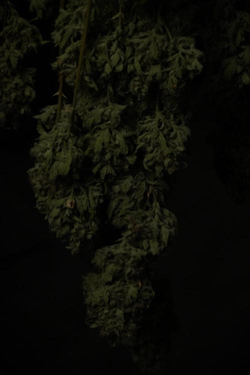 Skywalker OG Legends of the 12/12 Galaxy. Week 17 - Sywaler OG ready to trim 