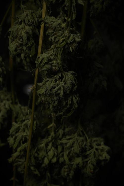 Skywalker OG Legends of the 12/12 Galaxy. Week 17 - Sywaler OG ready to trim 