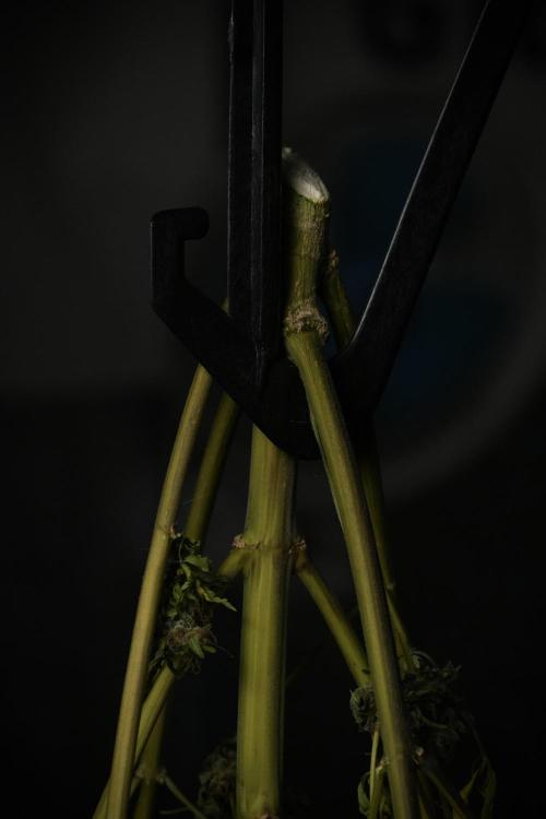 Skywalker OG Legends of the 12/12 Galaxy. Week 17 - Sywaler OG ready to trim 