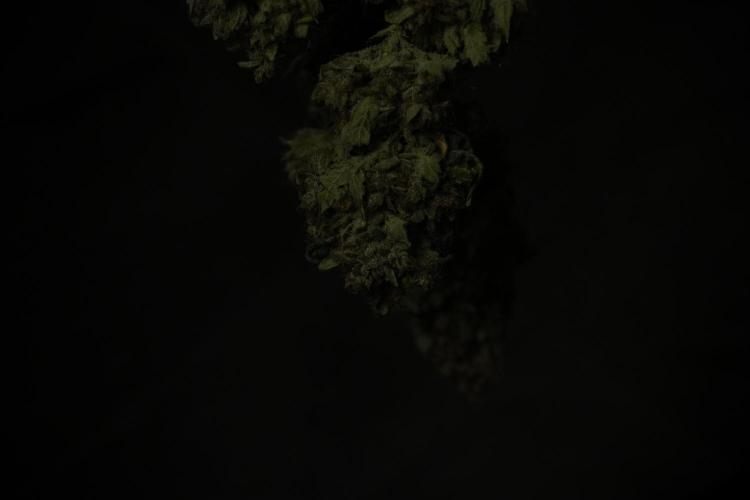 Skywalker OG Legends of the 12/12 Galaxy. Week 17 - Sywaler OG ready to trim 