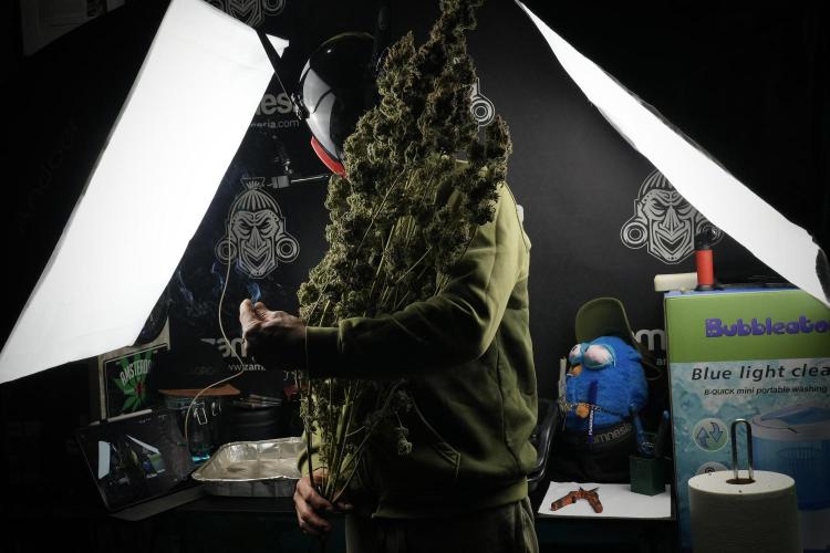 Skywalker OG Legends of the 12/12 Galaxy. Week 17 - moments before trimming 
