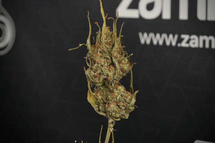 Skywalker OG Legends of the 12/12 Galaxy. Week 17 - Trimming the other Skywalker OG