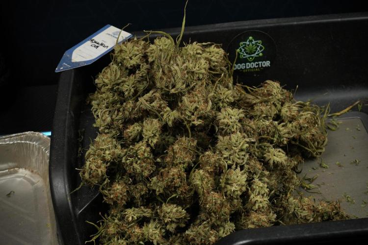 Skywalker OG Legends of the 12/12 Galaxy. Week 17 - Trimming the other Skywalker OG