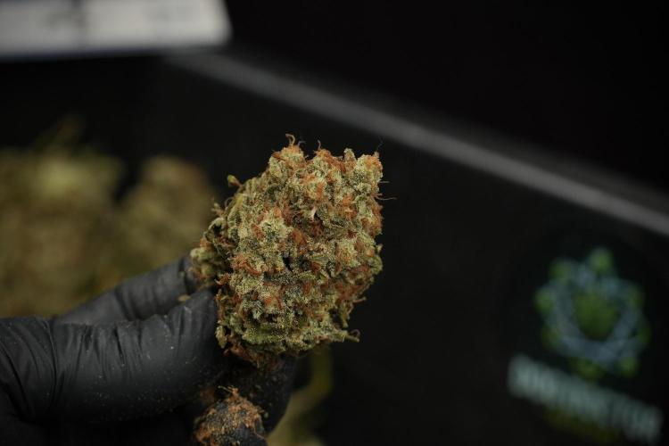 Skywalker OG Legends of the 12/12 Galaxy. Week 17 - Trimming the other Skywalker OG