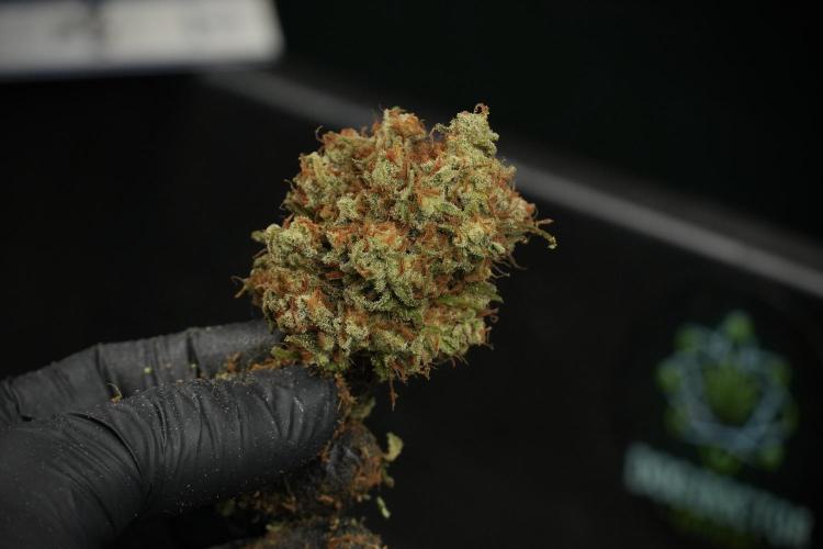 Skywalker OG Legends of the 12/12 Galaxy. Week 17 - Trimming the other Skywalker OG