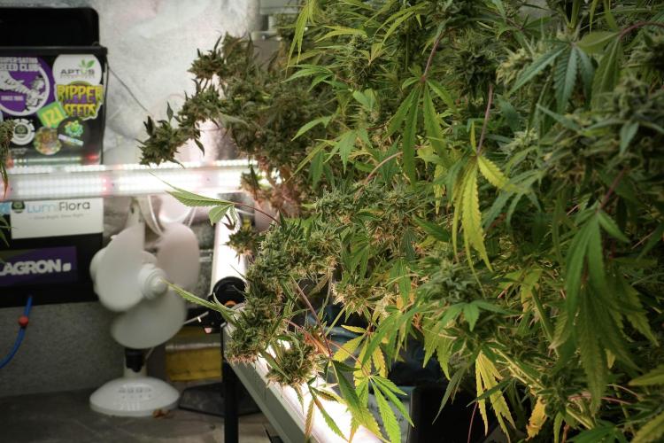 Animal Mints-Legends of the Frozen North. Week 14 - Animal Mints 12/12 from seed no veg