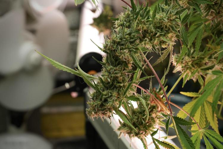 Animal Mints-Legends of the Frozen North. Week 14 - Animal Mints 12/12 from seed no veg