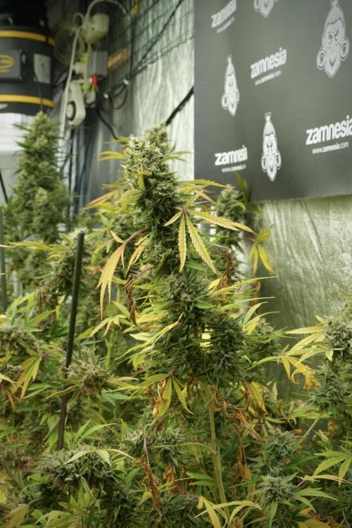 Animal Mints-Legends of the Frozen North. Week 14 - Animal Mints 12/12 from seed no veg