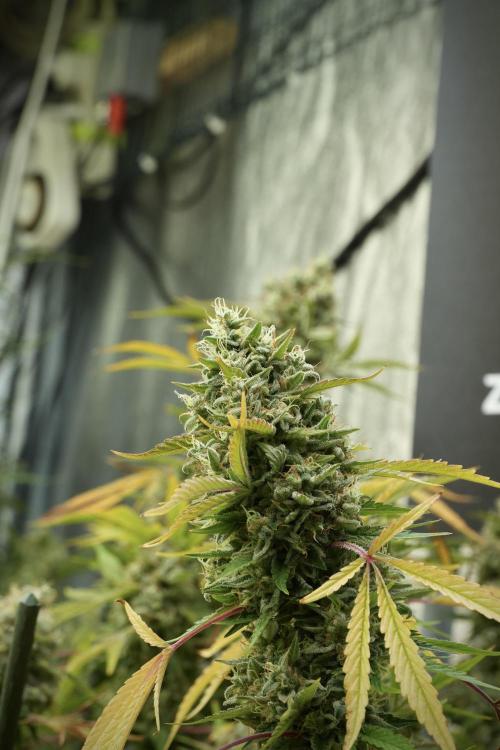 Animal Mints-Legends of the Frozen North. Week 14 - Animal Mints 12/12 from seed no veg