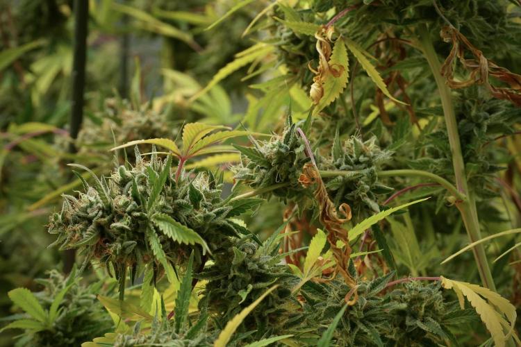 Animal Mints-Legends of the Frozen North. Week 14 - Animal Mints 12/12 from seed no veg