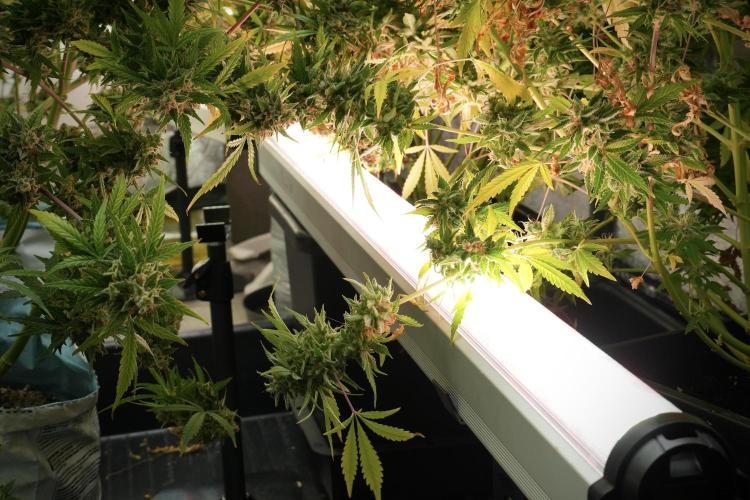 Animal Mints-Legends of the Frozen North. Week 14 - Animal Mints 12/12 from seed no veg
