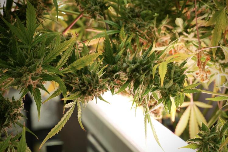 Animal Mints-Legends of the Frozen North. Week 14 - Animal Mints 12/12 from seed no veg