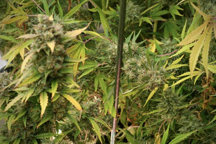 Animal Mints-Legends of the Frozen North. Week 14 - Animal Mints 12/12 from seed no veg