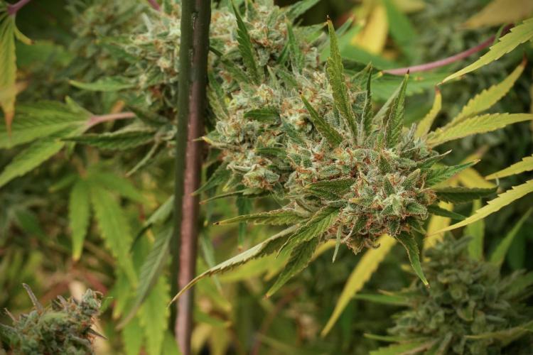 Animal Mints-Legends of the Frozen North. Week 14 - Animal Mints 12/12 from seed no veg