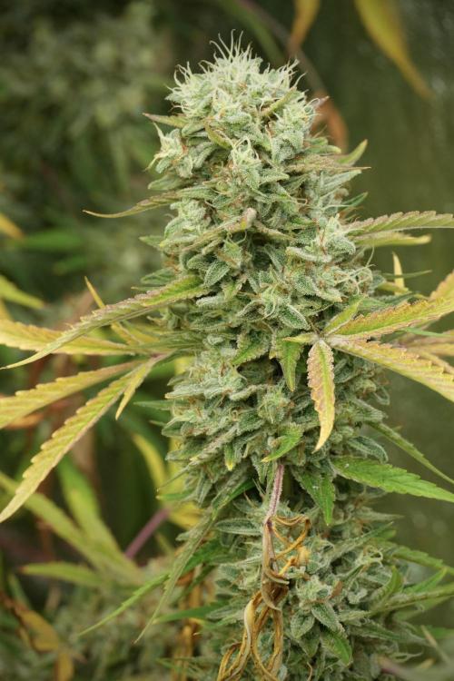 Animal Mints-Legends of the Frozen North. Week 14 - Animal Mints 12/12 from seed no veg