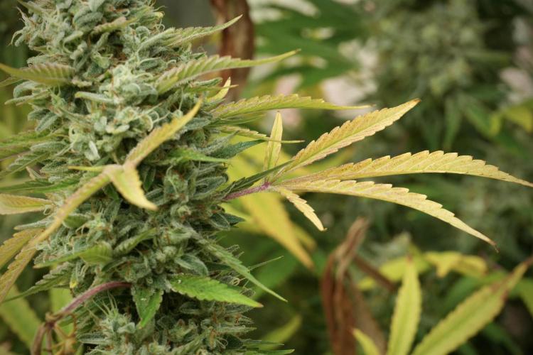 Animal Mints-Legends of the Frozen North. Week 14 - Animal Mints 12/12 from seed no veg