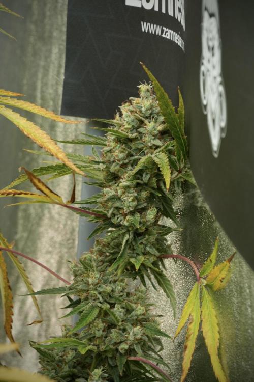 Animal Mints-Legends of the Frozen North. Week 14 - Animal Mints 12/12 from seed no veg