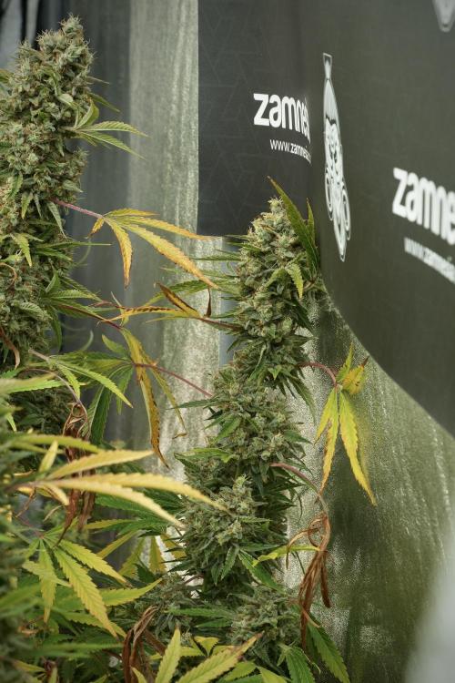 Animal Mints-Legends of the Frozen North. Week 14 - Animal Mints 12/12 from seed no veg