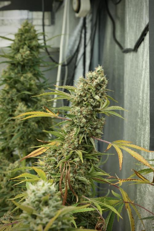 Animal Mints-Legends of the Frozen North. Week 14 - Animal Mints 12/12 from seed no veg