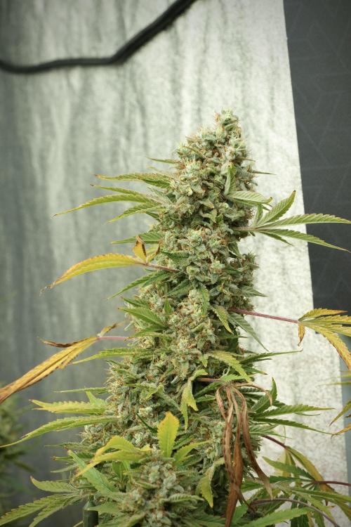 Animal Mints-Legends of the Frozen North. Week 14 - Animal Mints 12/12 from seed no veg