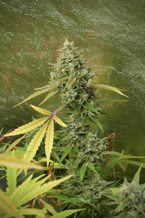 Animal Mints-Legends of the Frozen North. Week 14 - Animal Mints 12/12 from seed no veg