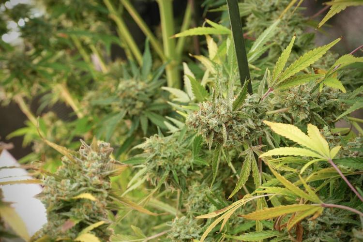 Animal Mints-Legends of the Frozen North. Week 14 - Animal Mints 12/12 from seed no veg
