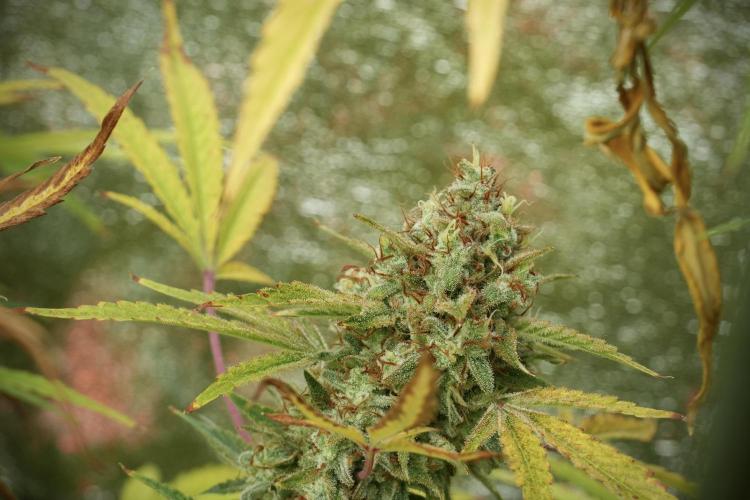 Animal Mints-Legends of the Frozen North. Week 14 - Animal Mints 12/12 from seed no veg
