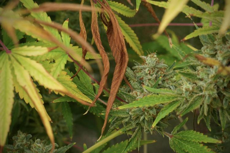 Animal Mints-Legends of the Frozen North. Week 14 - Animal Mints 12/12 from seed no veg