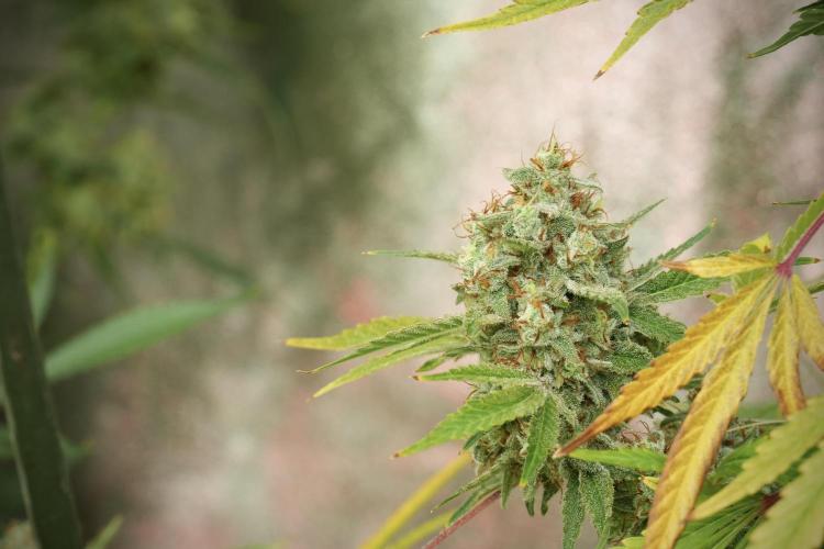 Animal Mints-Legends of the Frozen North. Week 14 - Animal Mints 12/12 from seed no veg