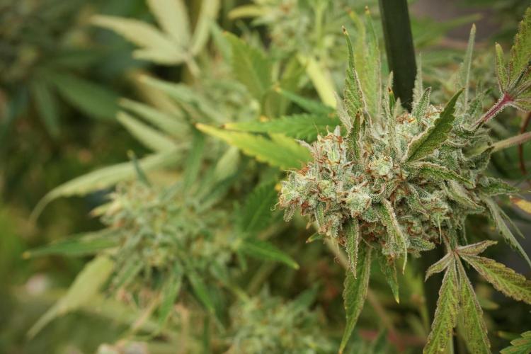 Animal Mints-Legends of the Frozen North. Week 14 - Animal Mints 12/12 from seed no veg