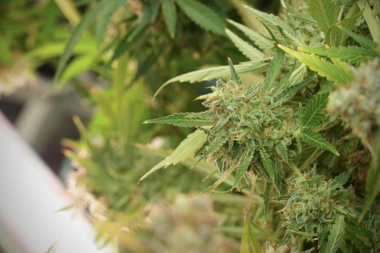 Animal Mints-Legends of the Frozen North. Week 14 - Animal Mints 12/12 from seed no veg