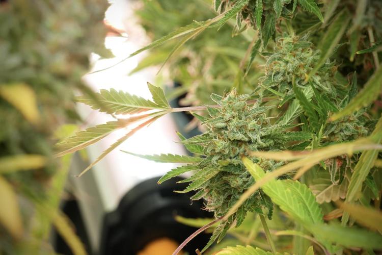 Animal Mints-Legends of the Frozen North. Week 14 - Animal Mints 12/12 from seed no veg