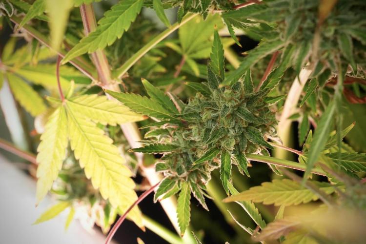 Animal Mints-Legends of the Frozen North. Week 14 - Animal Mints 12/12 from seed no veg