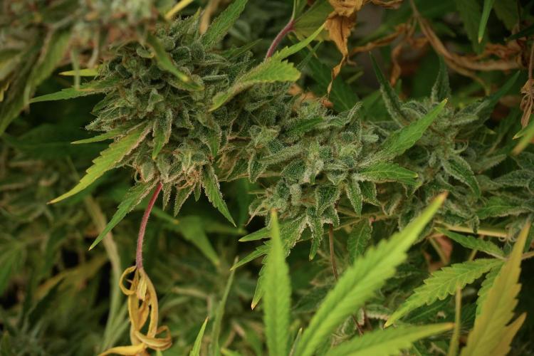 Animal Mints-Legends of the Frozen North. Week 14 - Animal Mints 12/12 from seed no veg