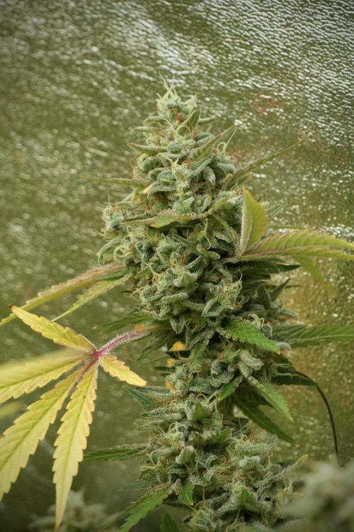Animal Mints-Legends of the Frozen North. Week 14 - Animal Mints 12/12 from seed no veg