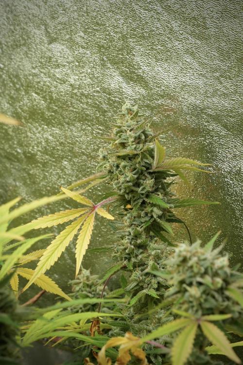 Animal Mints-Legends of the Frozen North. Week 14 - Animal Mints 12/12 from seed no veg