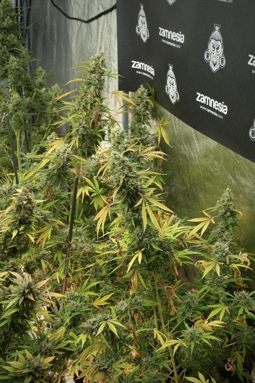 Animal Mints-Legends of the Frozen North. Week 14 - Animal Mints 12/12 from seed no veg