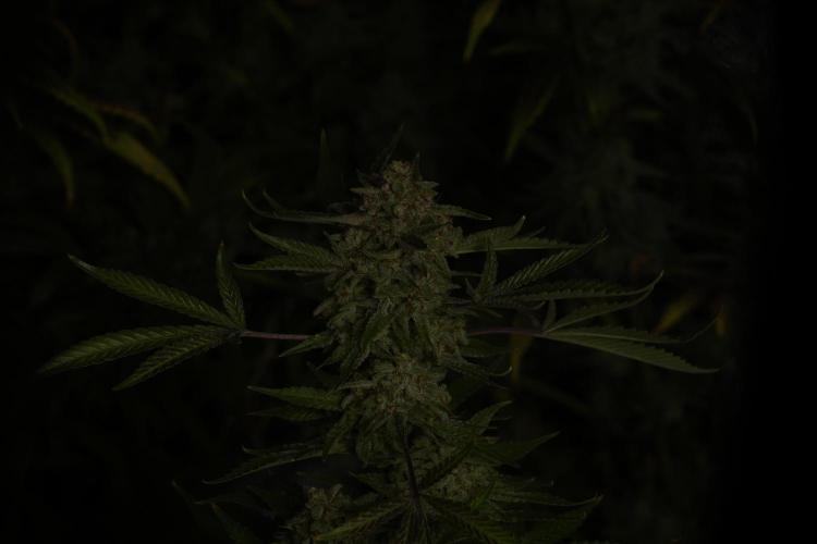 Animal Mints-Legends of the Frozen North. Week 14 - Animal Mints harvest time 