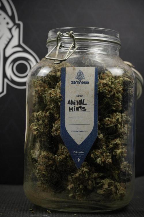Animal Mints-Legends of the Frozen North. Week 15 - Animal Mints Plant A