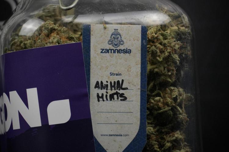 Animal Mints-Legends of the Frozen North. Week 15 - Animal Mints Plant A