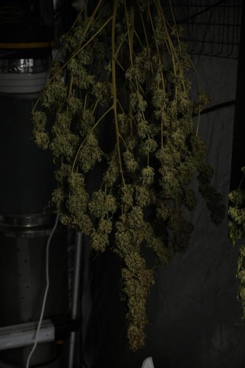 Animal Mints-Legends of the Frozen North. Week 15 - Animal Mints Plant B ready for trimming 