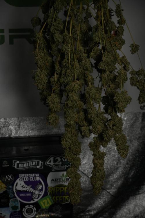 Animal Mints-Legends of the Frozen North. Week 15 - Animal Mints Plant B ready for trimming 
