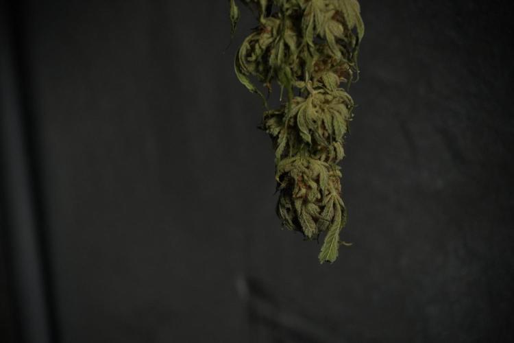 Animal Mints-Legends of the Frozen North. Week 15 - Animal Mints Plant B ready for trimming 