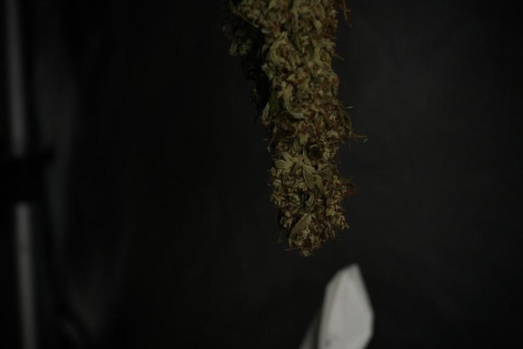 Animal Mints-Legends of the Frozen North. Week 15 - Animal Mints Plant B ready for trimming 