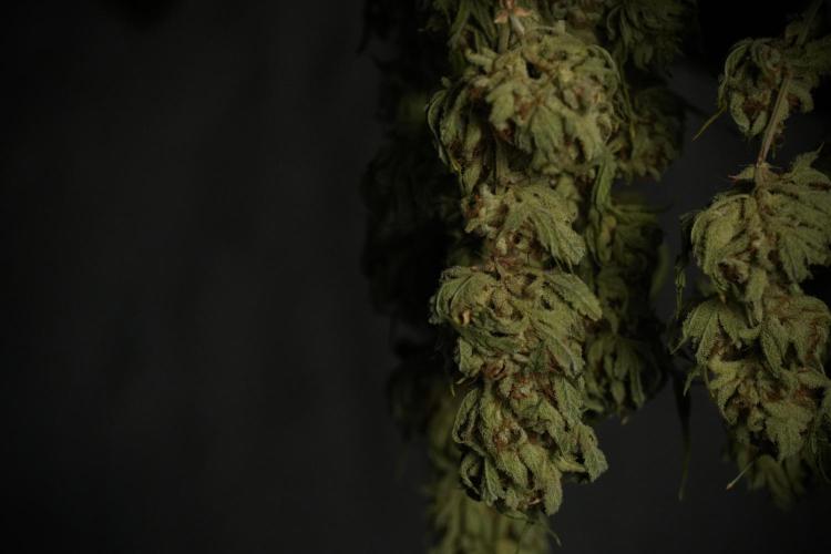 Animal Mints-Legends of the Frozen North. Week 15 - Animal Mints Plant B ready for trimming 