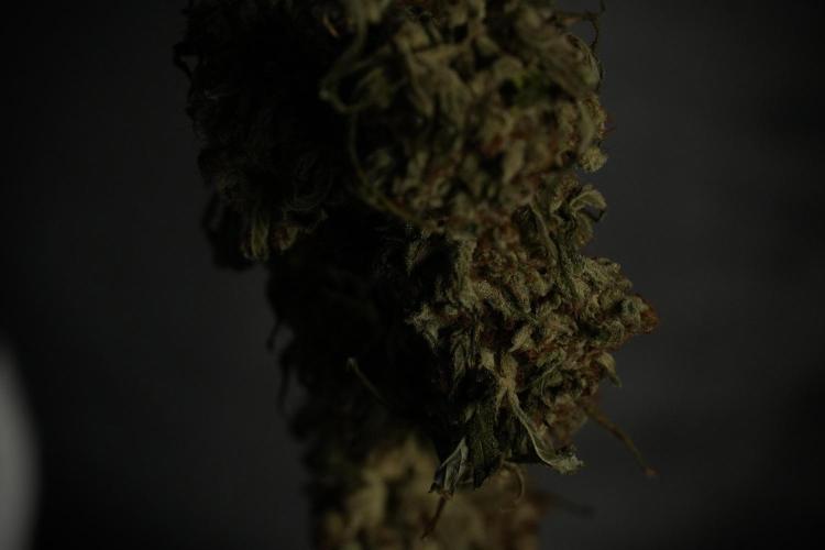 Animal Mints-Legends of the Frozen North. Week 15 - Animal Mints Plant B ready for trimming 