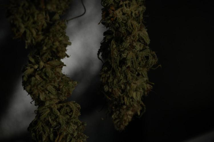 Animal Mints-Legends of the Frozen North. Week 15 - Animal Mints Plant B ready for trimming 