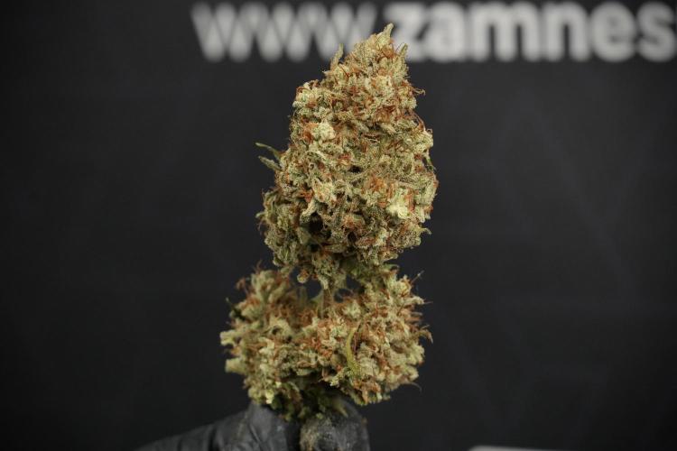 Animal Mints-Legends of the Frozen North. Week 15 - Trimming Animal Mints Plant C and D